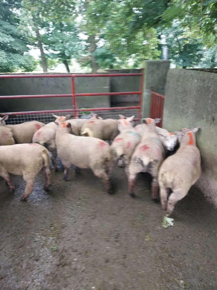 ewe lambs - Image 2