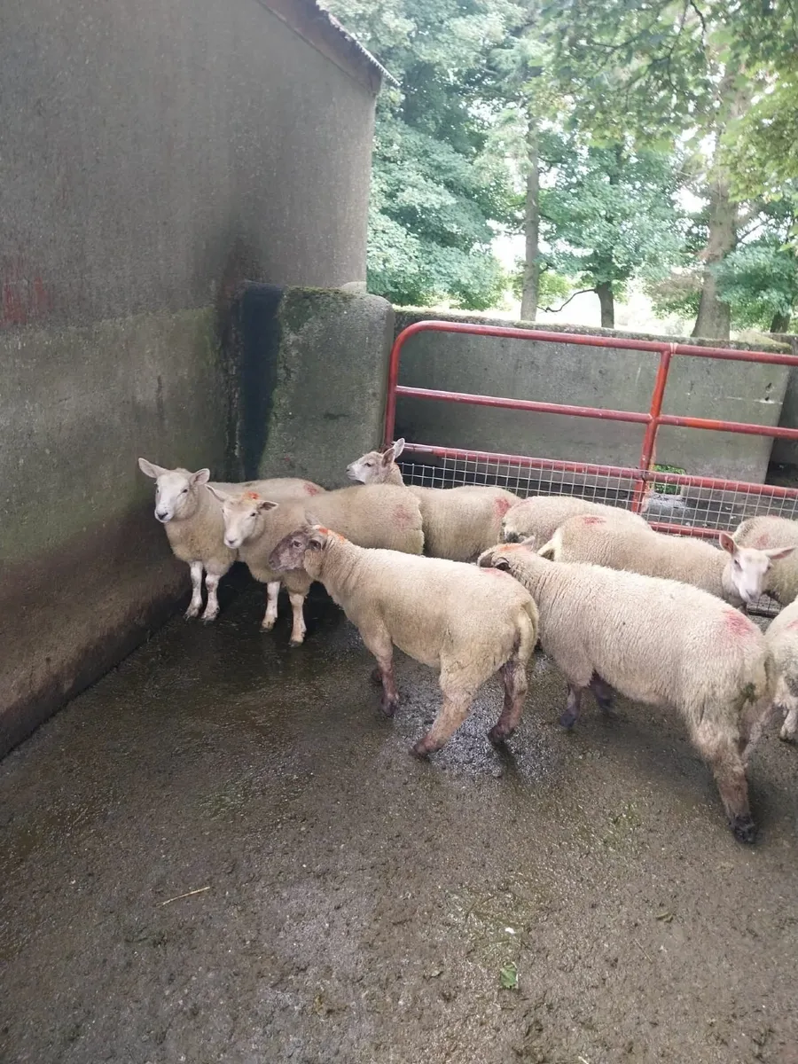 ewe lambs - Image 3