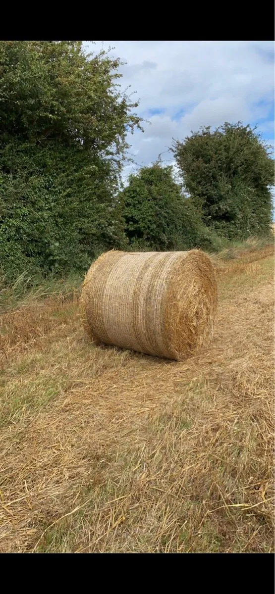 4x4 bales of wheat straw - Image 2