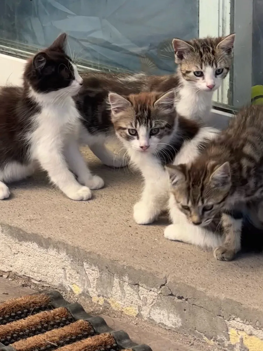 Kittens
