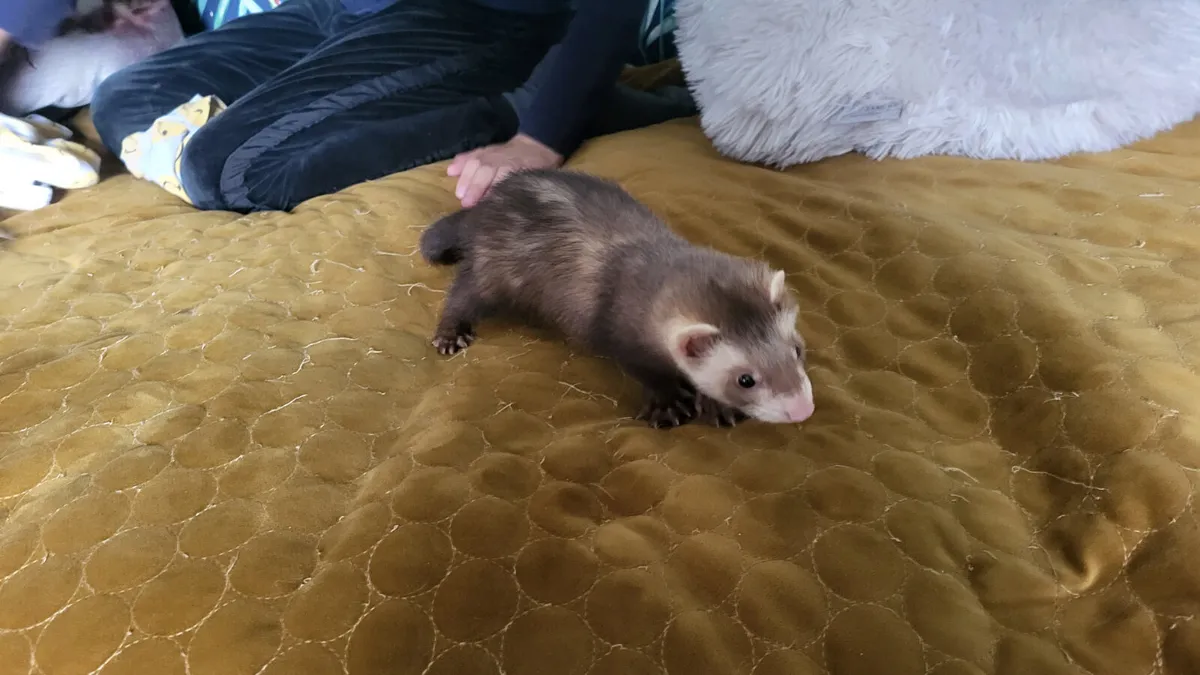 Ferret - Image 1