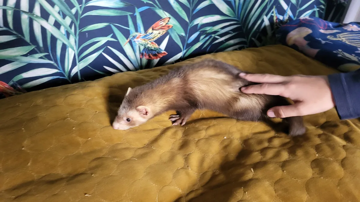 Ferret - Image 3
