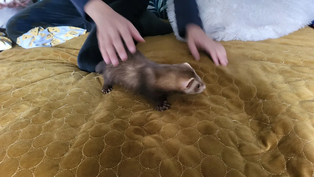 Ferret - Image 4
