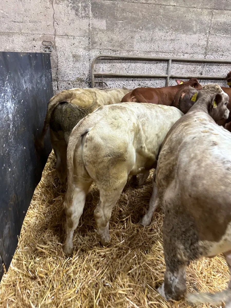 Charolais and lim bulls - Image 4