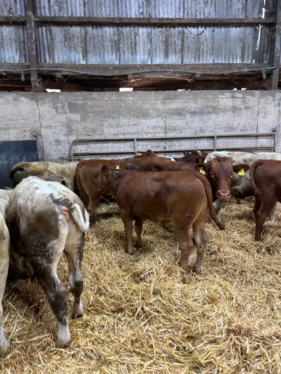 Charolais and lim bulls - Image 2