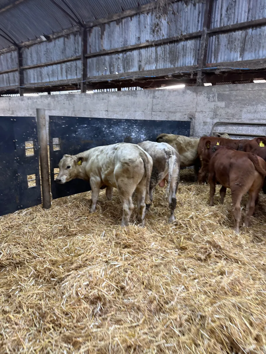 Charolais and lim bulls - Image 1