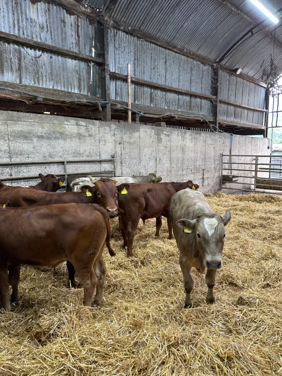 Charolais and lim bulls - Image 3