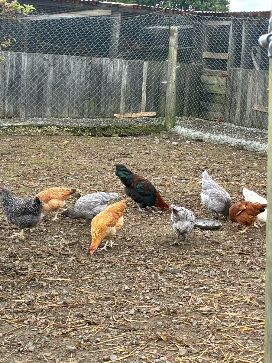 Pullets - Image 1