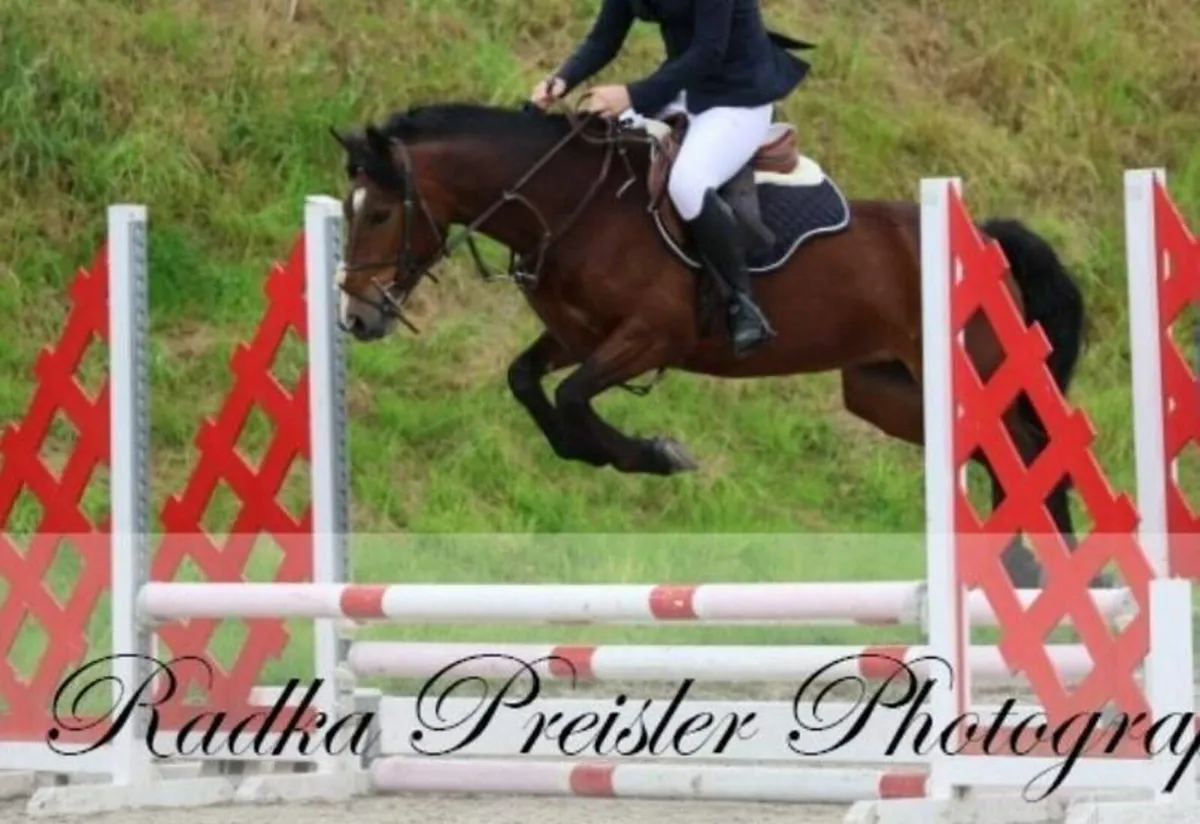 🌟 138cm Pony Club Pony 🌟 - Image 4