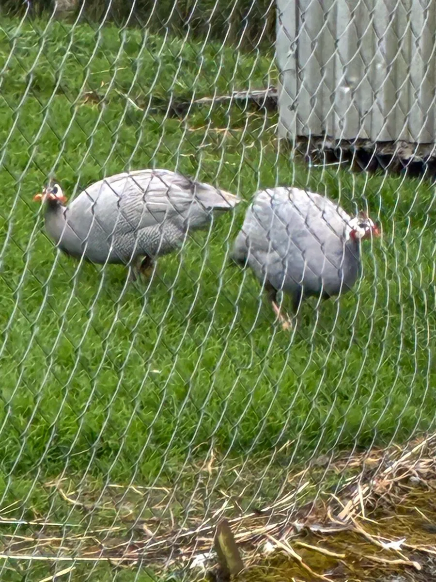 Guinea fowl - Image 1