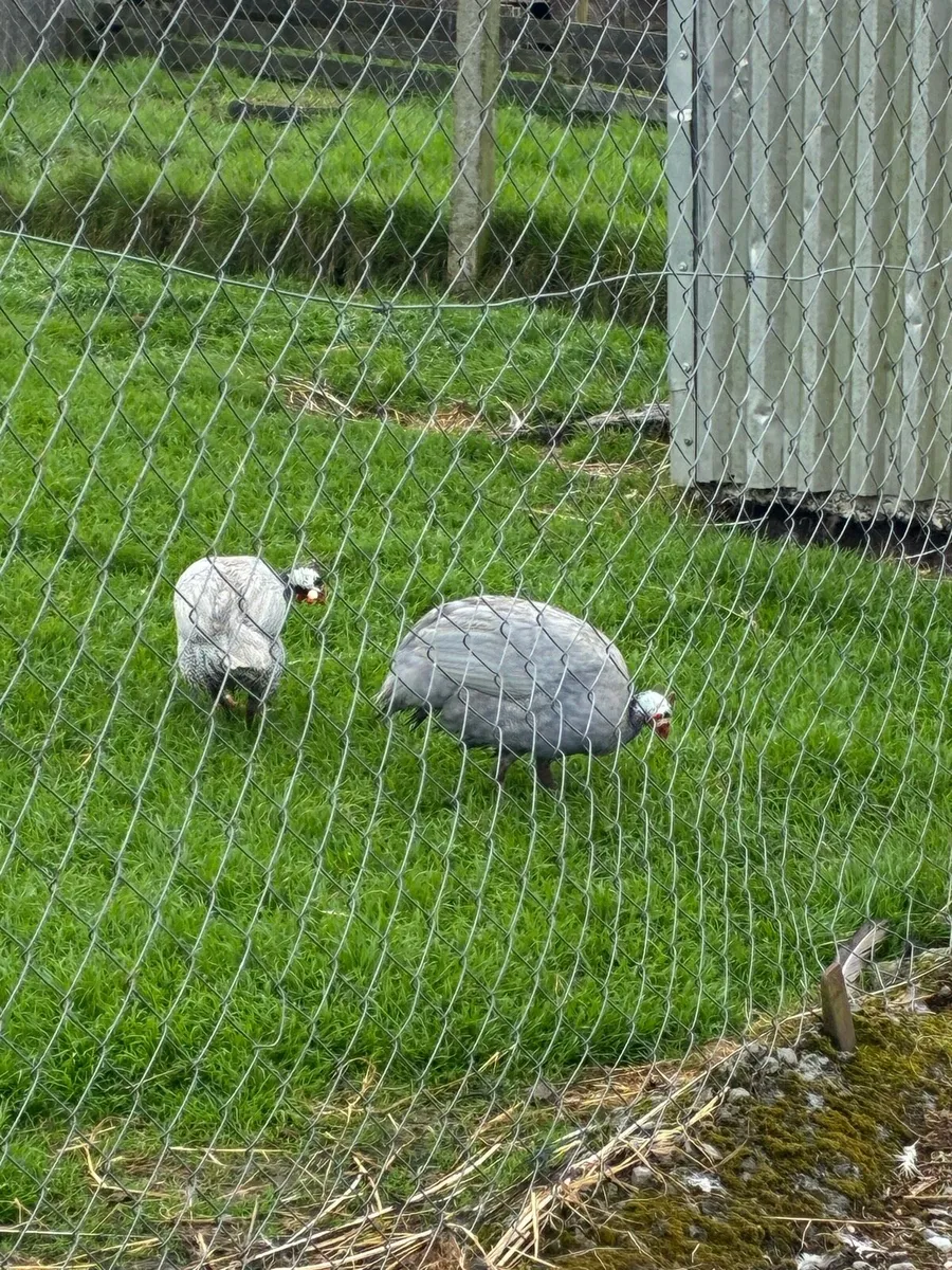 Guinea fowl - Image 2
