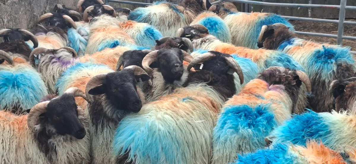 Ram lambs - Image 1