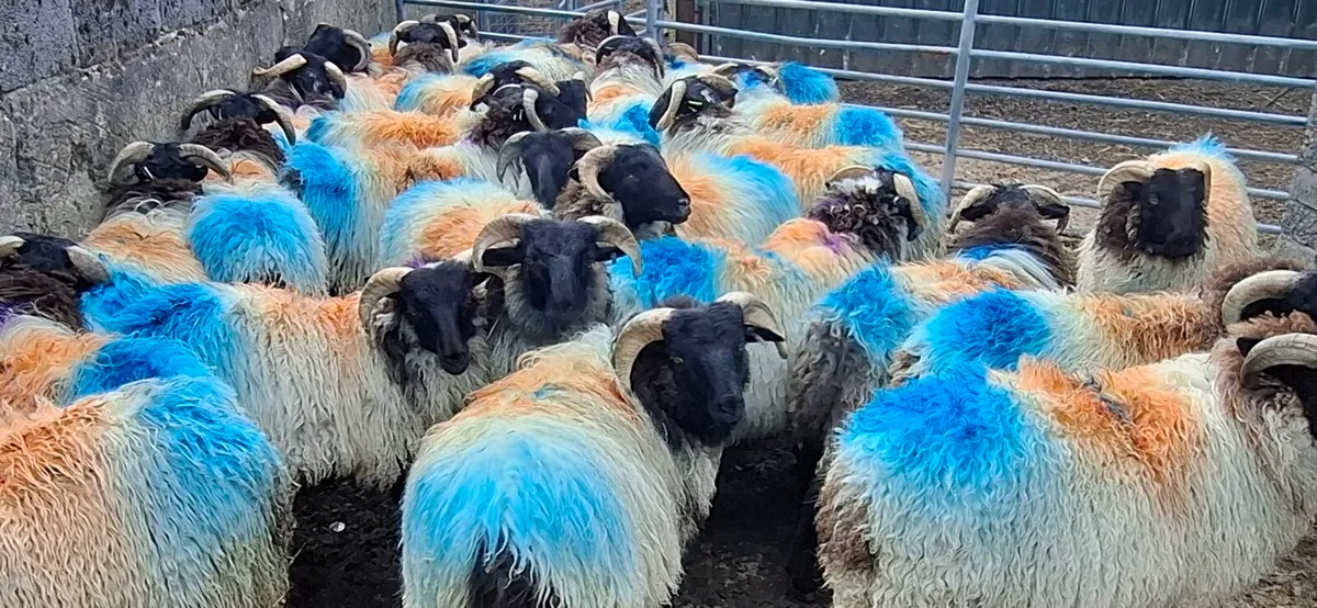 Ram lambs - Image 2