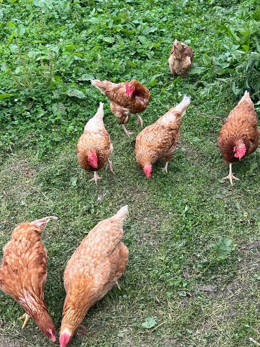 2 year old hens - Image 1