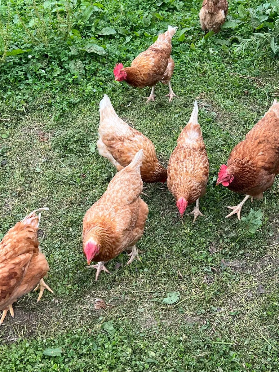 2 year old hens - Image 2