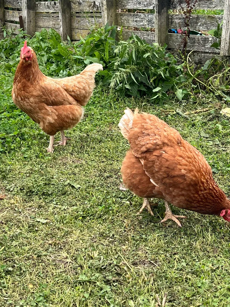 2 year old hens - Image 3