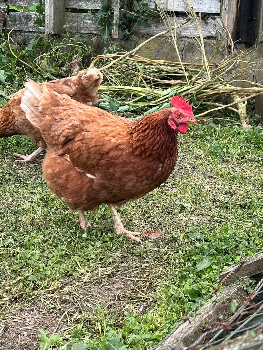 2 year old hens - Image 4