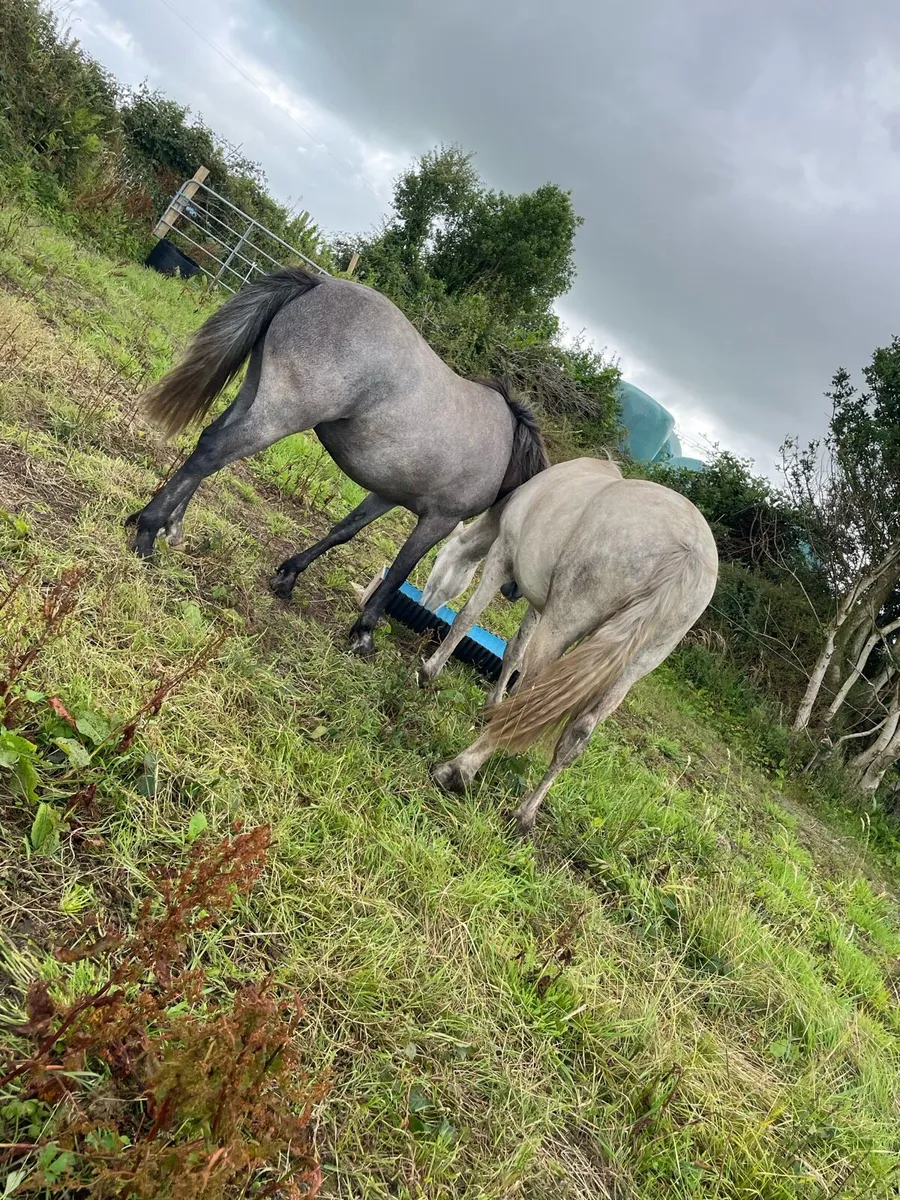 Connemara pony sales Sunday Geldings 3yr old - Image 4