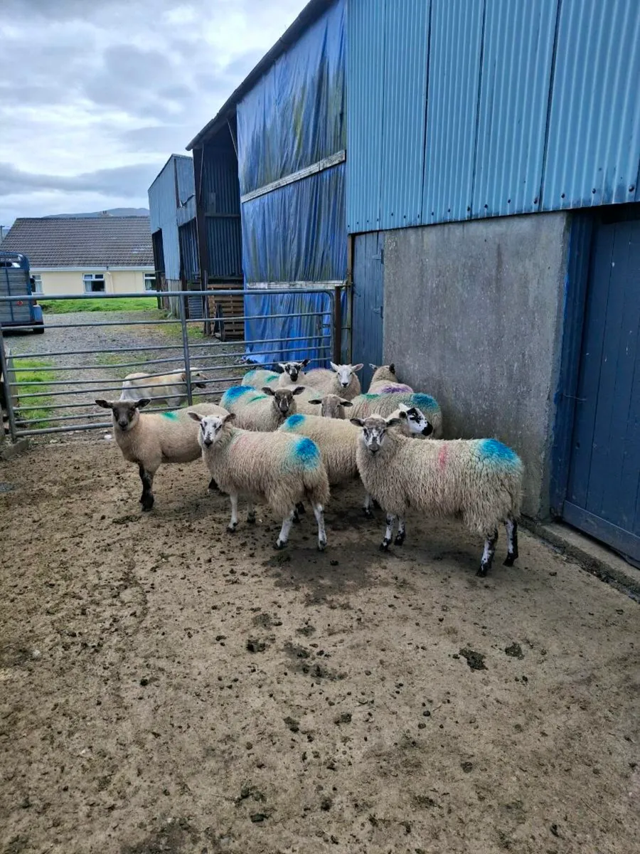 Aberfield x ewe lambs - Image 1