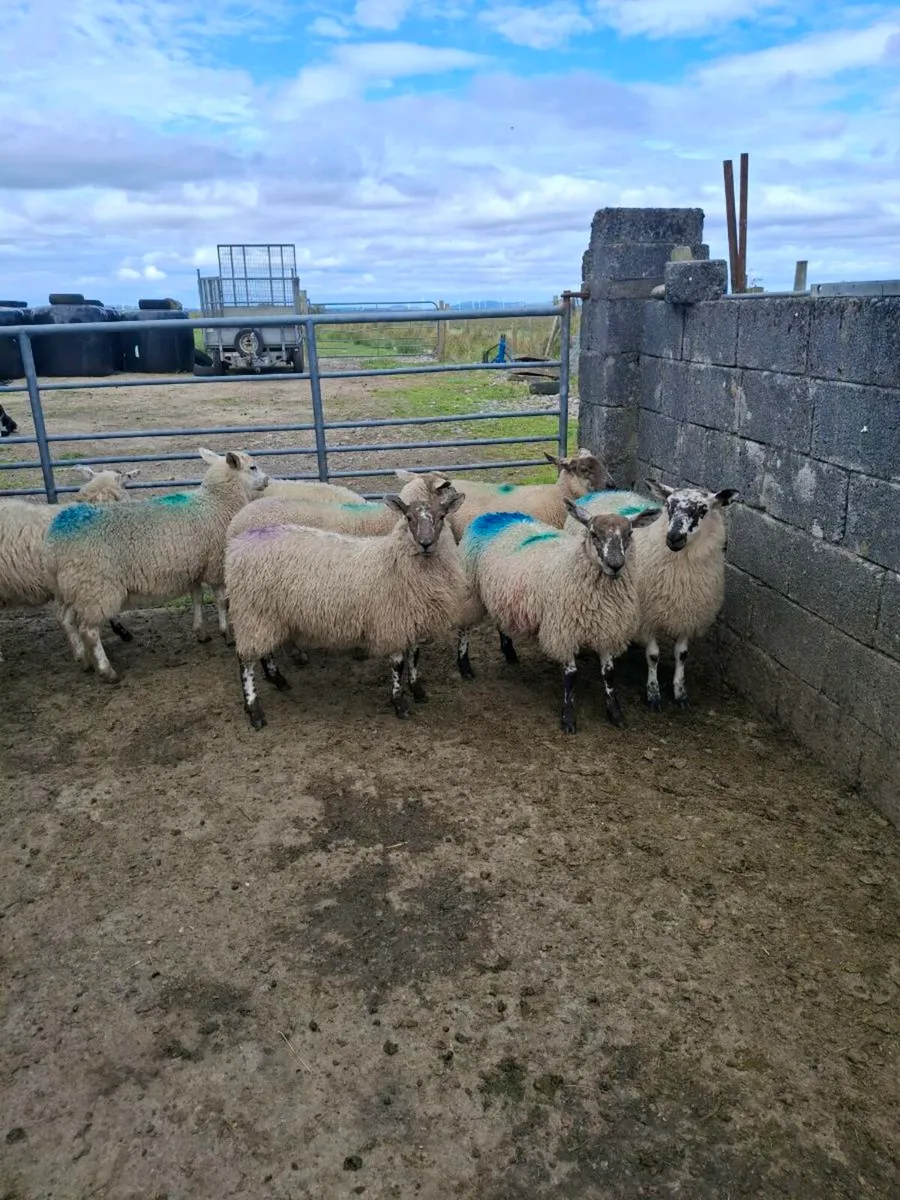 Aberfield x ewe lambs - Image 2