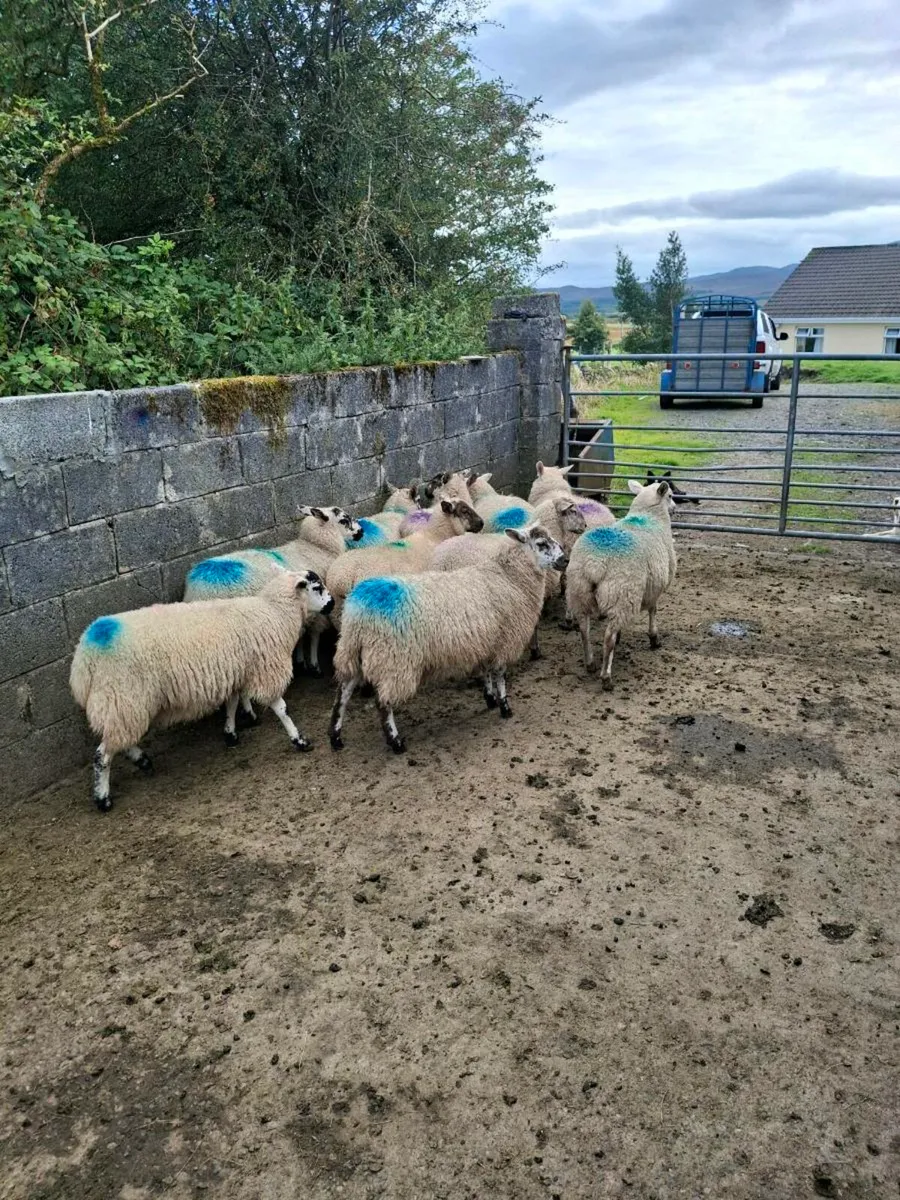 Aberfield x ewe lambs - Image 3