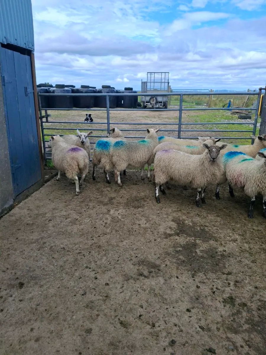 Aberfield x ewe lambs - Image 4