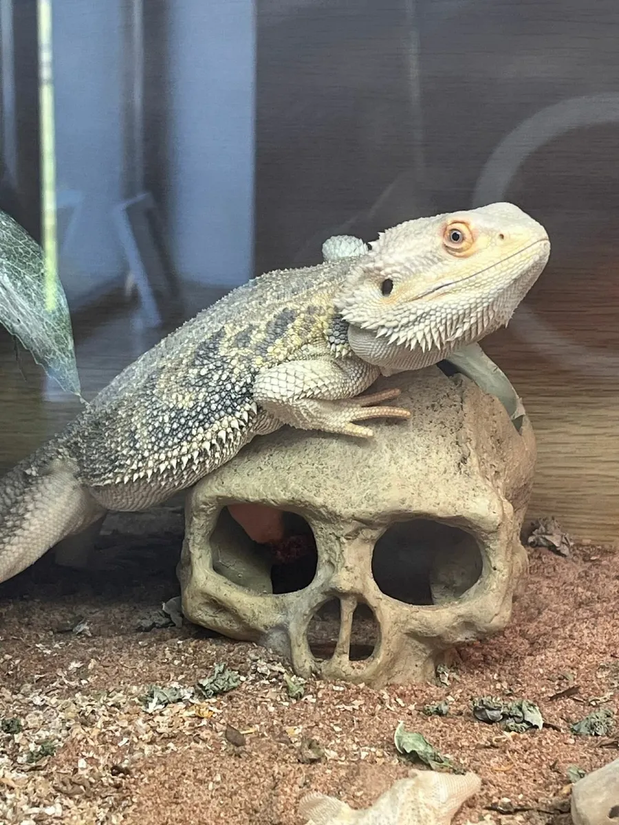 Bearded dragon - Image 3