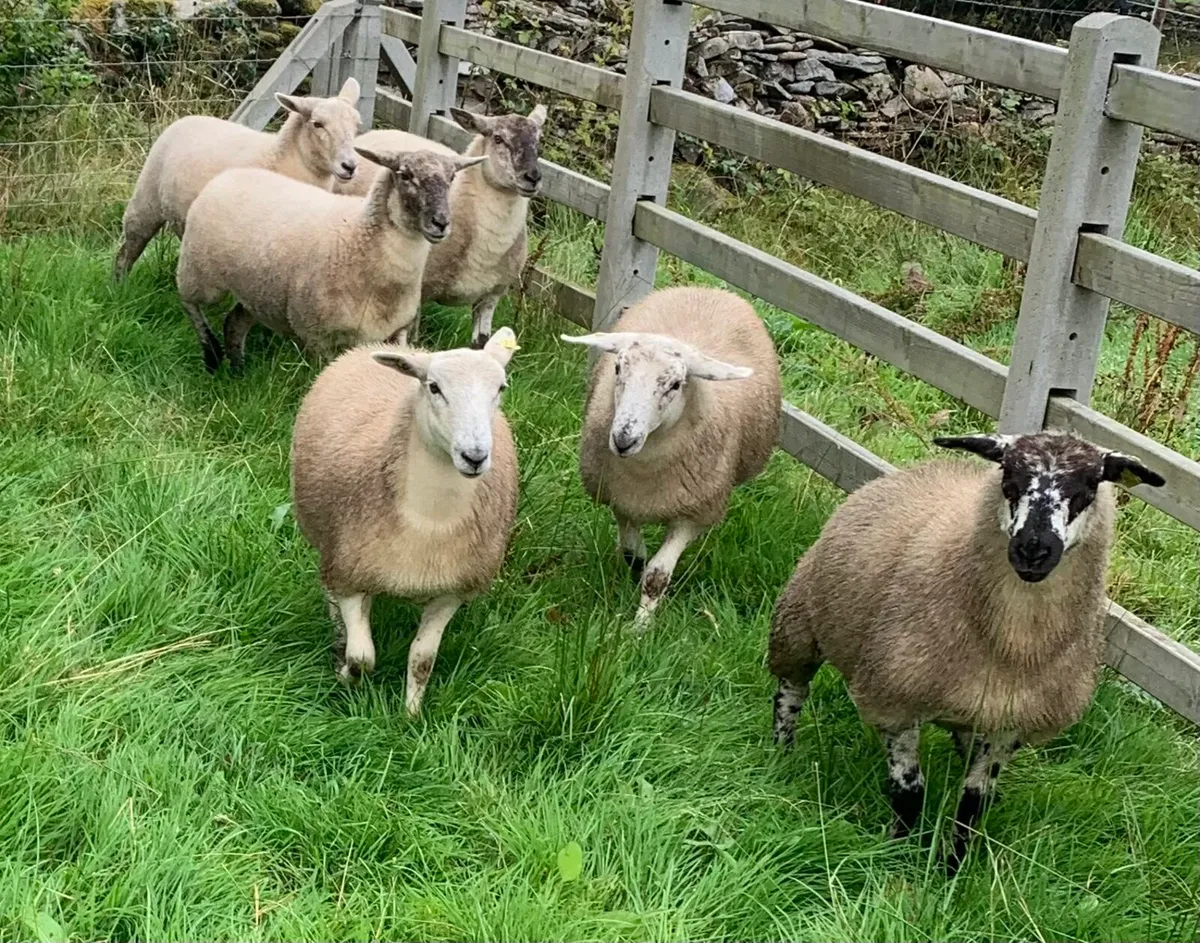 Easycare x Suffolk X ewe hoggets and lambs - Image 1