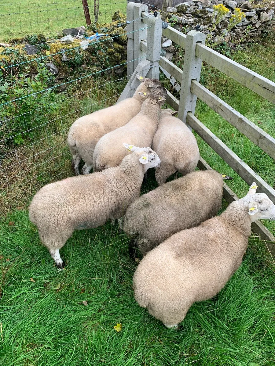 Easycare x Suffolk X ewe hoggets and lambs - Image 2