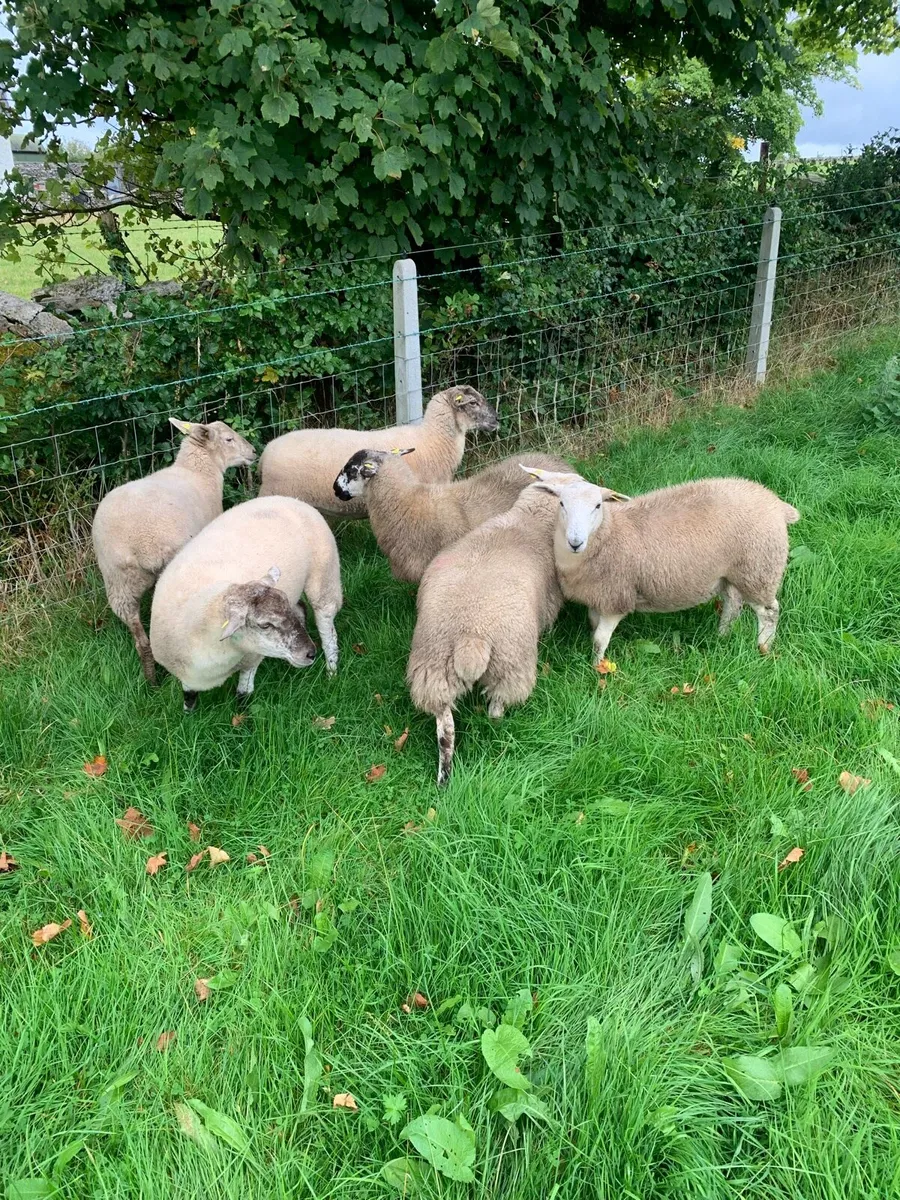 Easycare x Suffolk X ewe hoggets and lambs - Image 3
