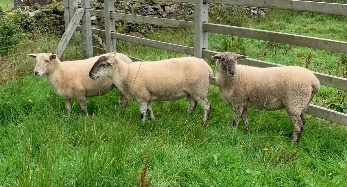Easycare x Suffolk X ewe hoggets and lambs - Image 4