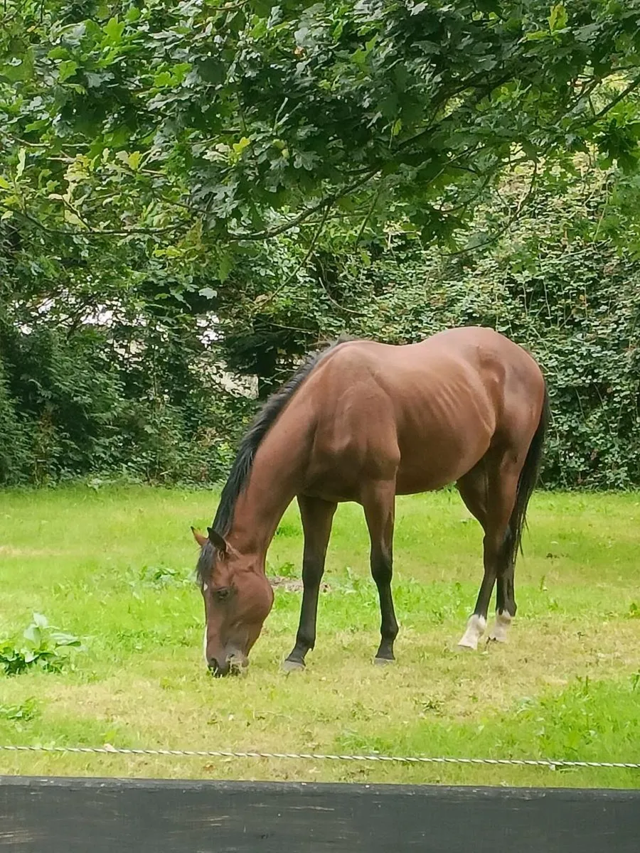 Horse - Image 2