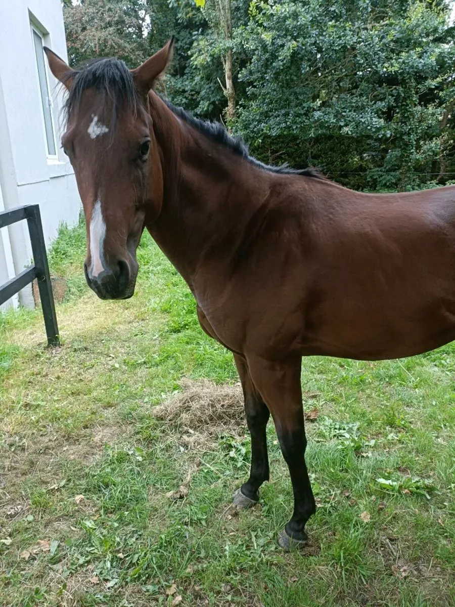 Horse - Image 3