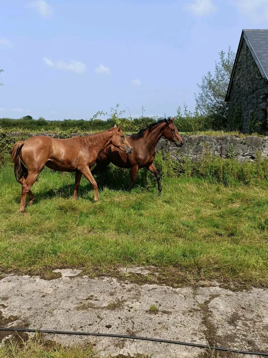 Horse - Image 4