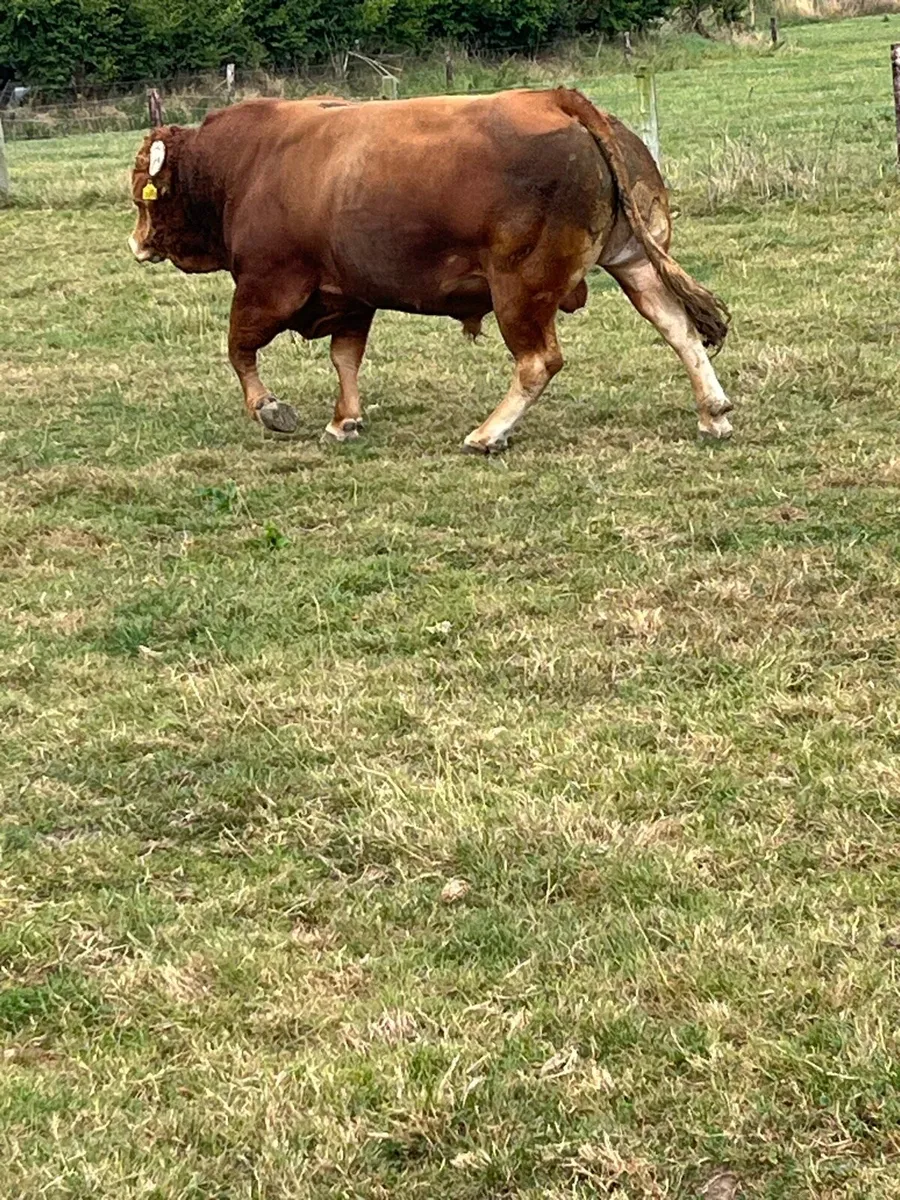 5 star Lm bull for hire - Image 2