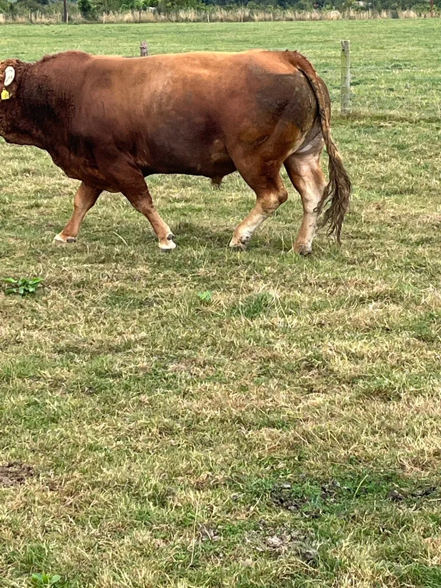 5 star Lm bull for hire - Image 3