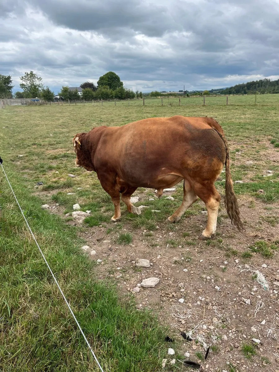 5 star Lm bull for hire - Image 4