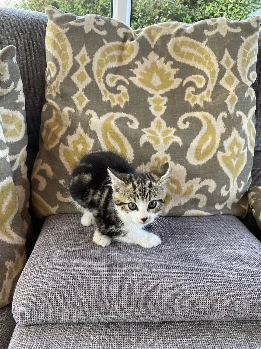 Kitten - Image 2