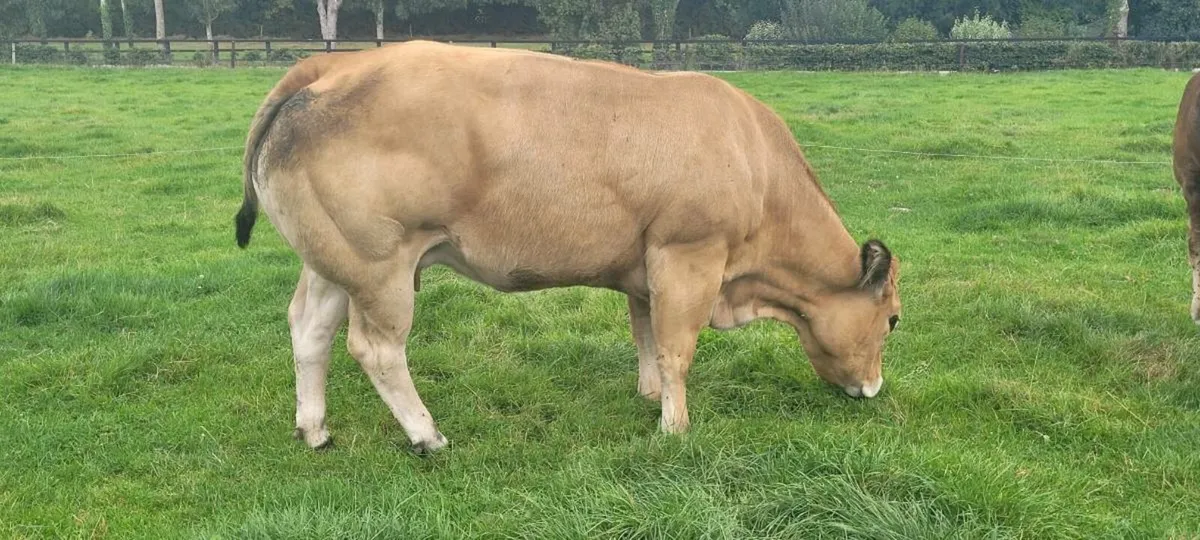 Cow - Image 1