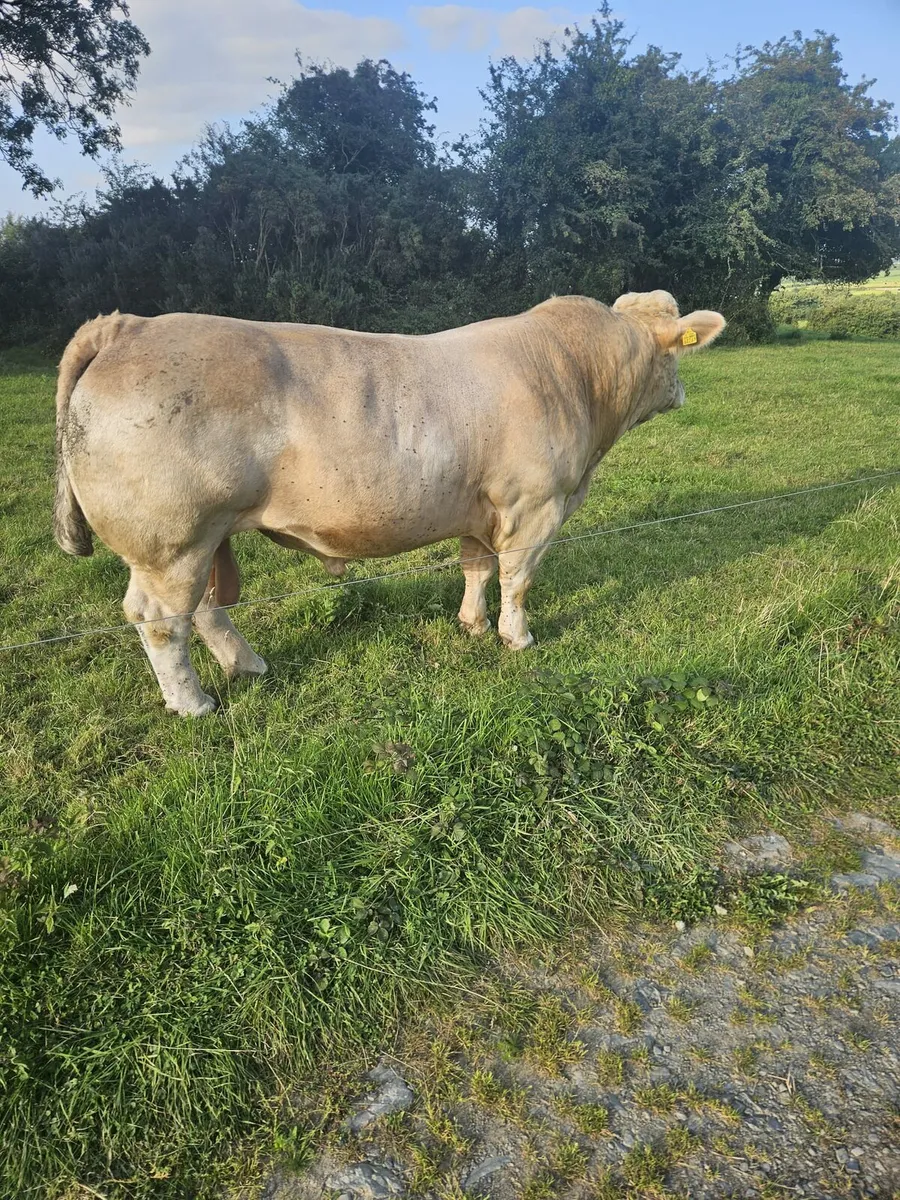 Purebred charolais bull - Image 1