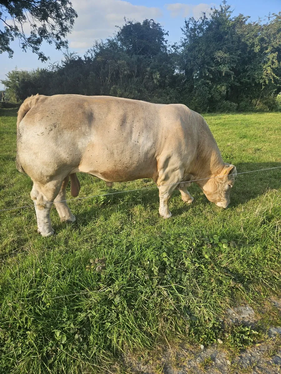 Purebred charolais bull - Image 2