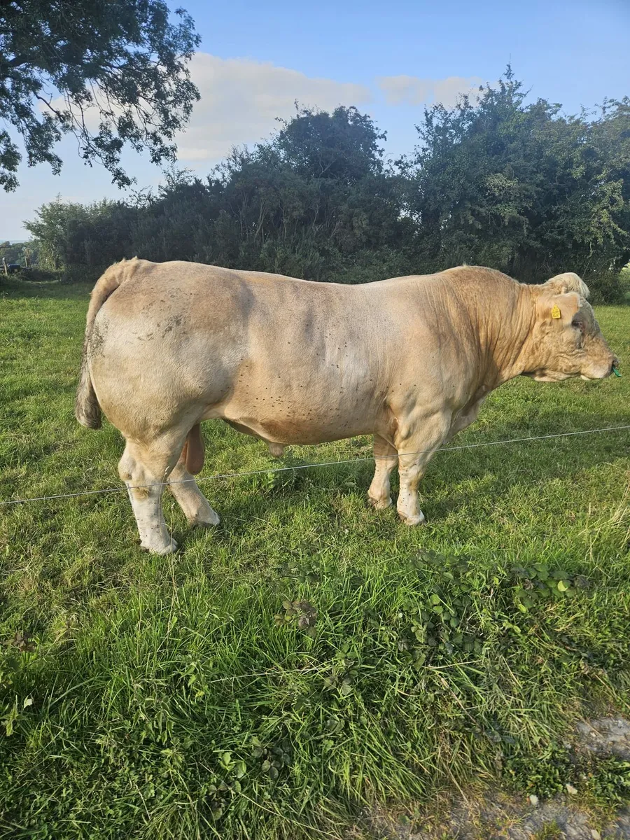 Purebred charolais bull - Image 3