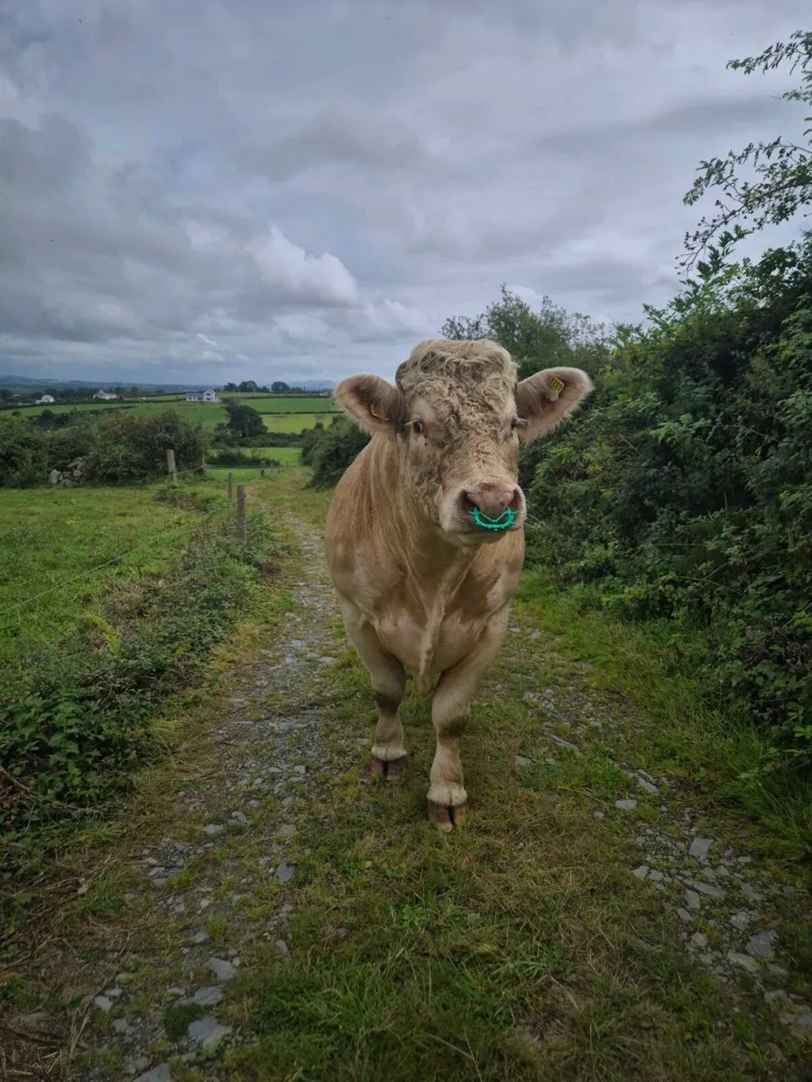 Purebred charolais bull - Image 4