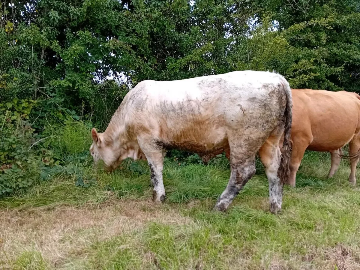 Young Charolais Bull Easy calving strain. - Image 1