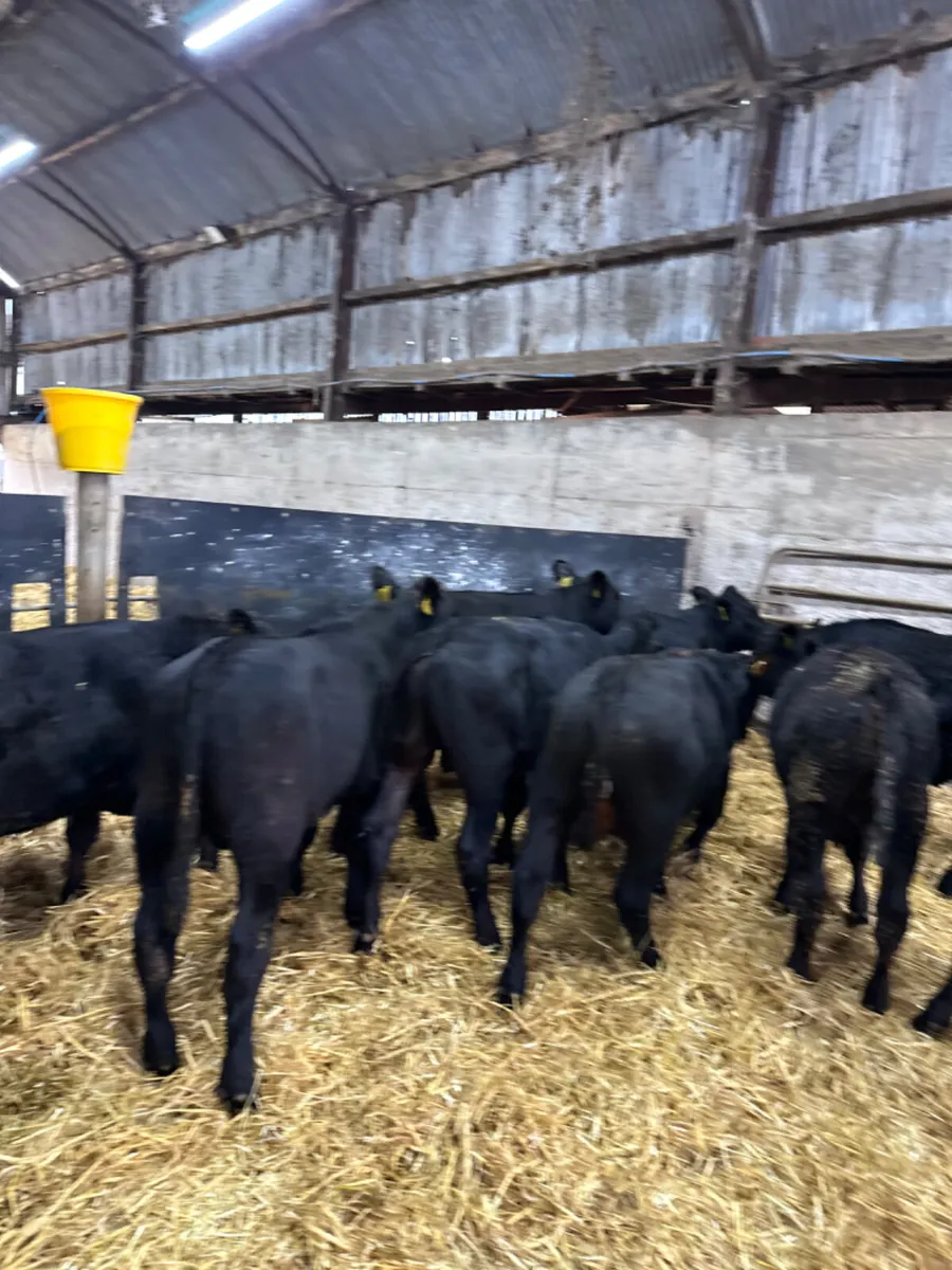 Beef bred Angus bulls - Image 4