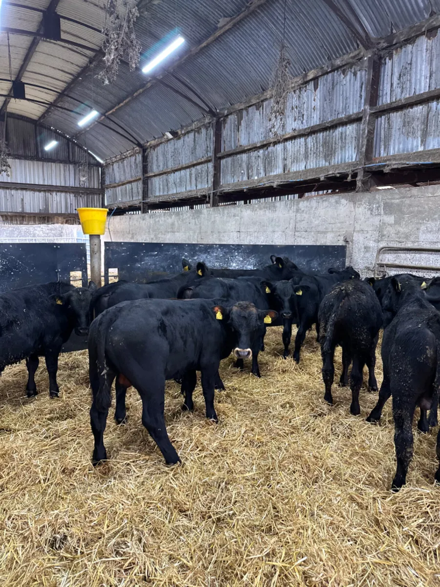 Beef bred Angus bulls - Image 2