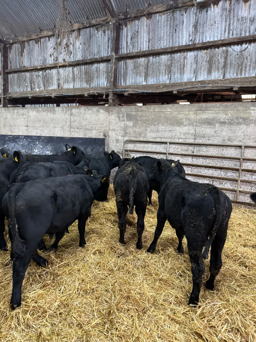 Beef bred Angus bulls - Image 3