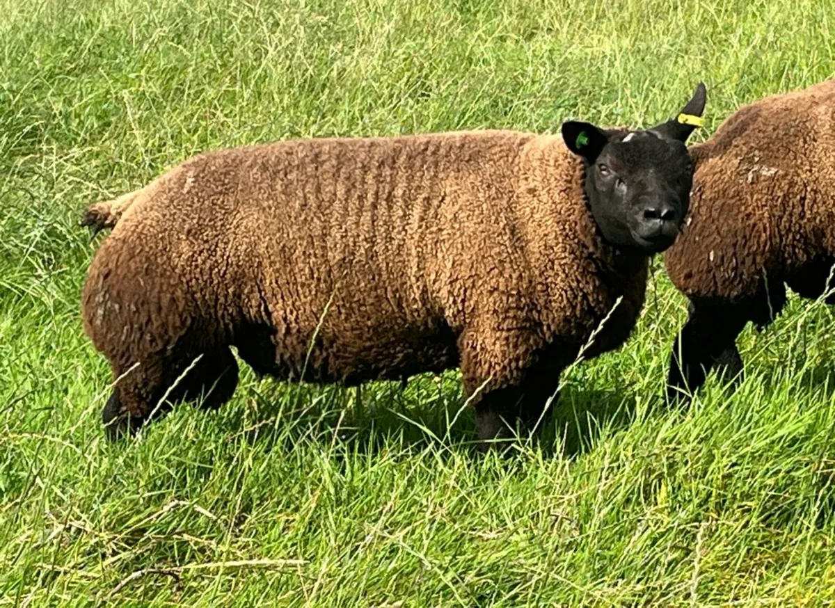 Sis approved Blue Texel ram lambs - Image 1