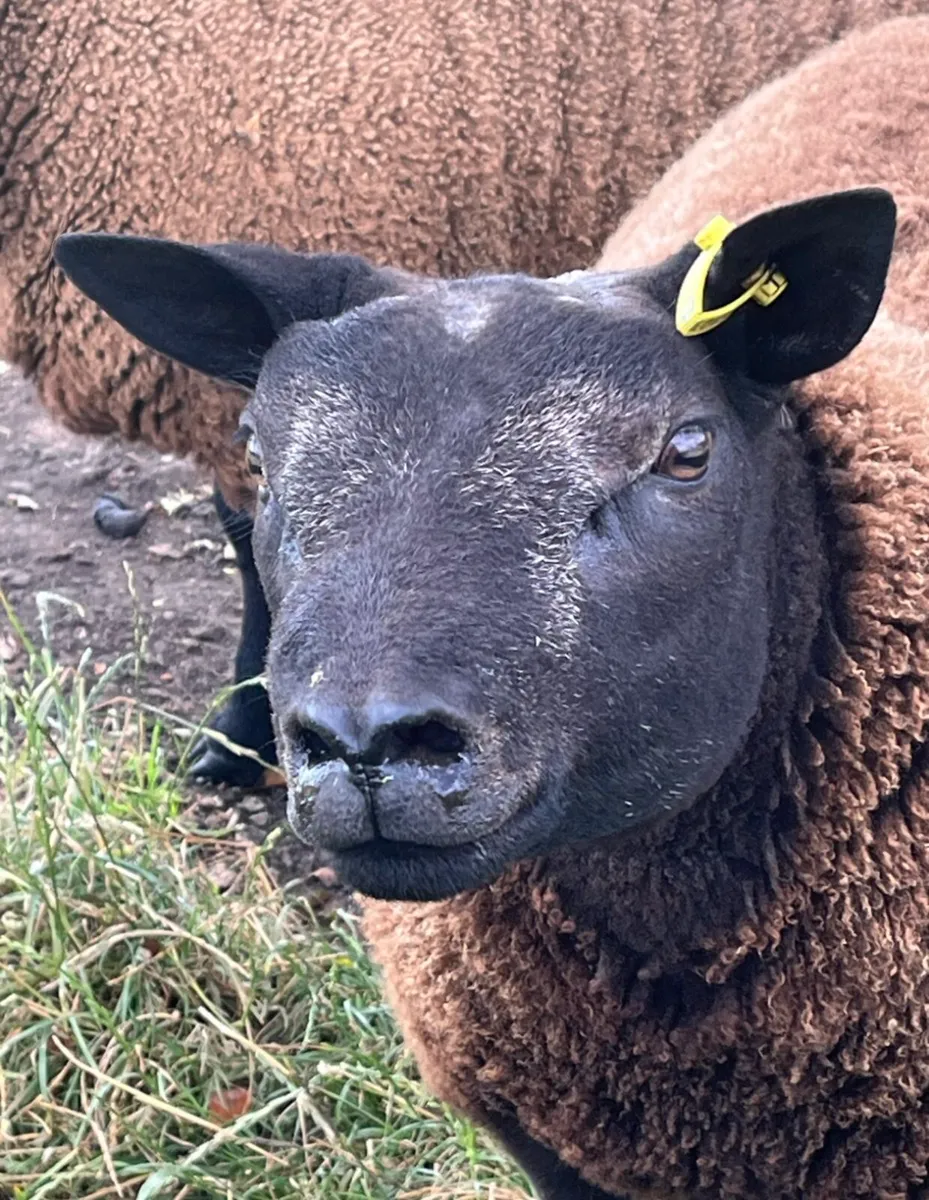 Sis approved Blue Texel ram lambs - Image 2