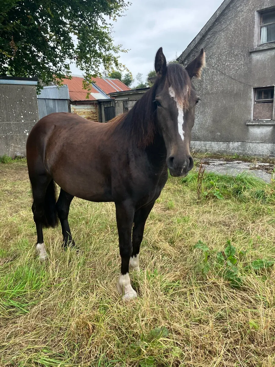 2year old Bay Gelding - Image 2